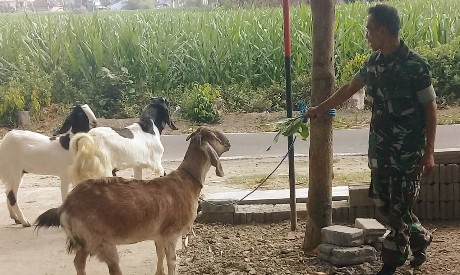 Perbaiki Ekonomi, Anggota TNI Blitar ini Rela Pelihara Kambing dan Jualan Kue