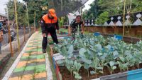 Babinsa Koramil 06/CP Sambangi Urban Farming di Kampung Pancasila 