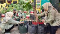 Danramil Matraman Pimpin Ketahanan Pangan Wilayah dengan Urban Farming