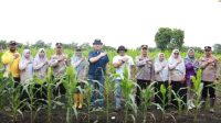 Dukung Ketahanan Pangan Presiden, Kapolda Riau Tinjau 2 Lokasi Lahan Jagung