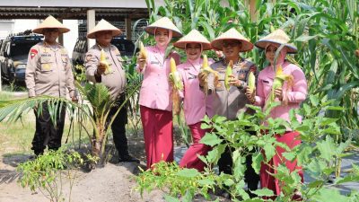 Kapolda Bersama Ketua Bhayangkari Kalteng Panen Jagung di Lahan P2L