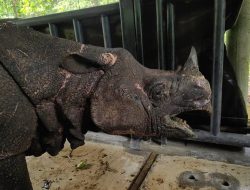 TNI Bantu Penyelamatan Badak di Taman Nasional Ujung Kulon