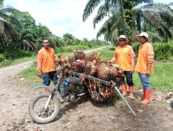 Serap Tenaga Kerja Lokal, PT Agrinas Sukaramai Hadapi Pencurian TBS dan Persepsi Negatif Warga