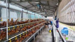 500 Ayam Petelur Jadi Mesin Kemandirian Warga Binaan Rutan Cipinang