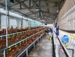 500 Ayam Petelur Jadi Mesin Kemandirian Warga Binaan Rutan Cipinang