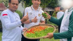 Panen Cabai di Lapas Gunung Sindur: Dari Balik Jeruji, Warga Binaan Didorong Jadi Petani Mandiri