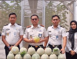 Panen Melon di Lahan SAE, Kalapas Bekasi Buktikan Pembinaan Warga Binaan Tak Sekadar Teori